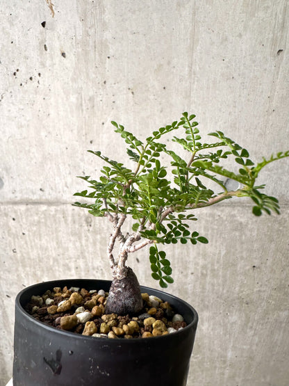 【現品限り】オペルクリカリア・パキプス 根挿し【AF4】 Operculicarya pachypus