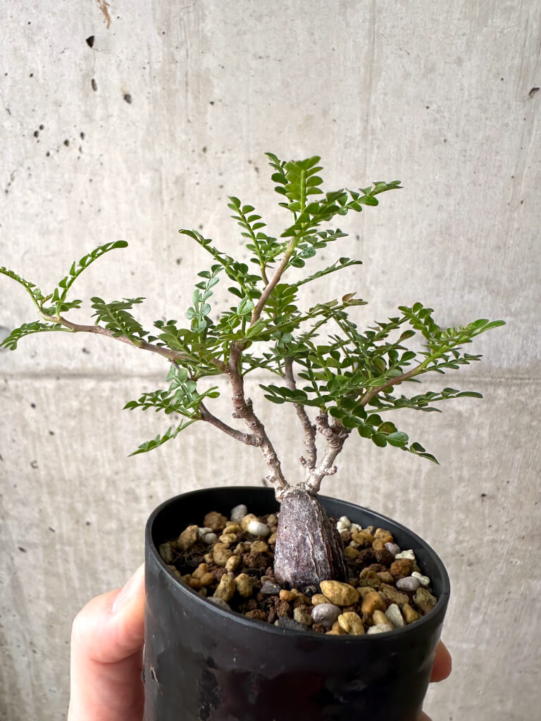 【現品限り】オペルクリカリア・パキプス 根挿し【AF4】 Operculicarya pachypus