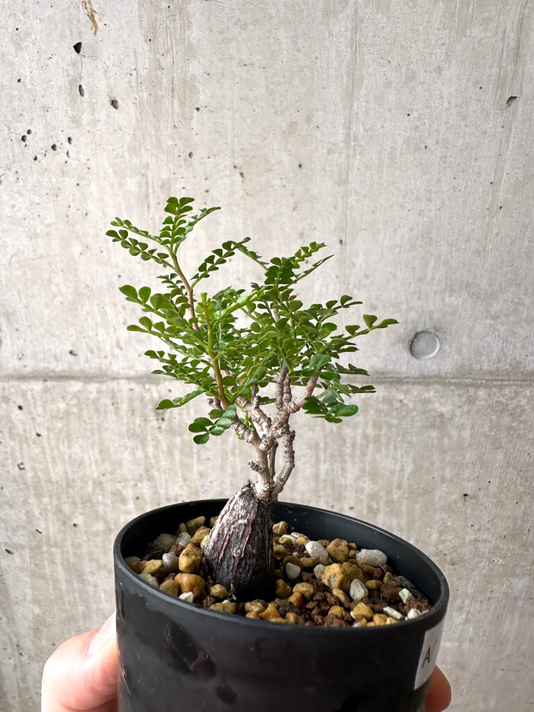 【現品限り】オペルクリカリア・パキプス 根挿し【AF4】 Operculicarya pachypus