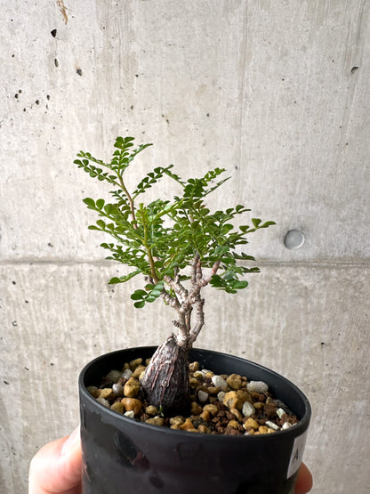 【現品限り】オペルクリカリア・パキプス 根挿し【AF4】 Operculicarya pachypus