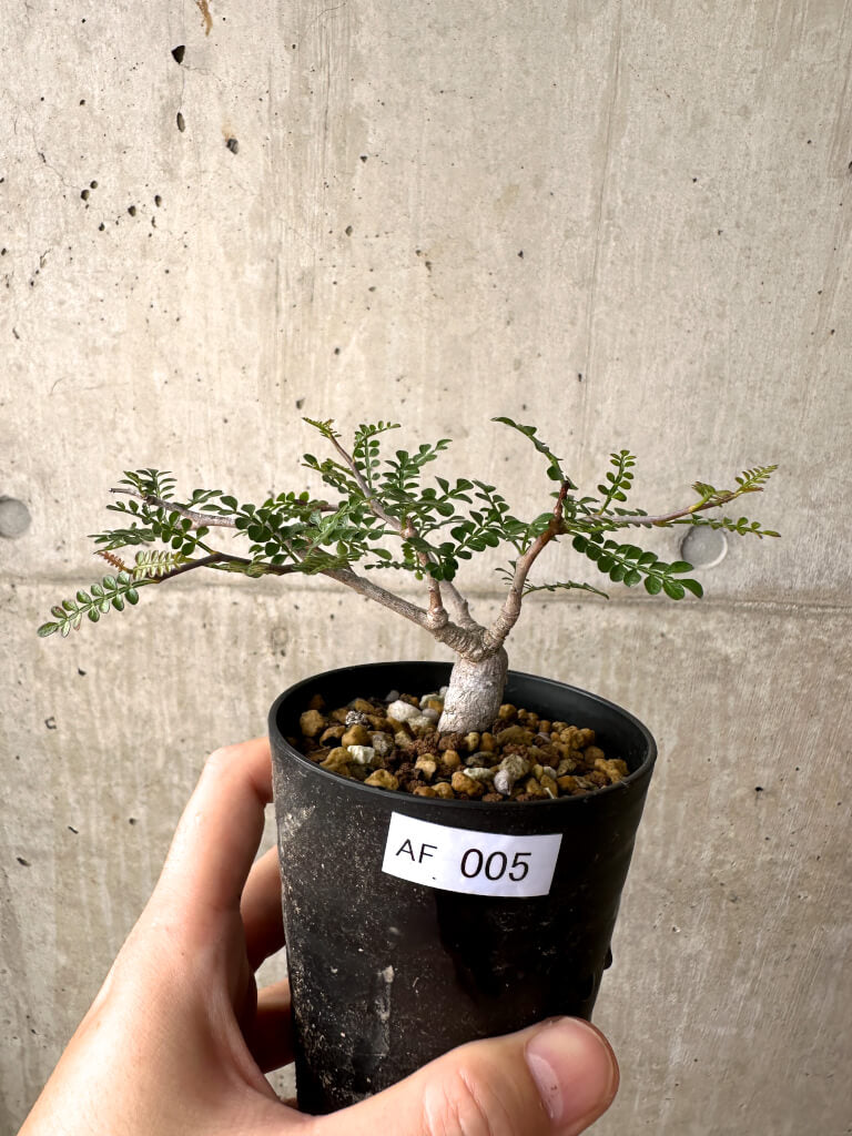 【現品限り】オペルクリカリア・パキプス 根挿し【AF5】 Operculicarya pachypus