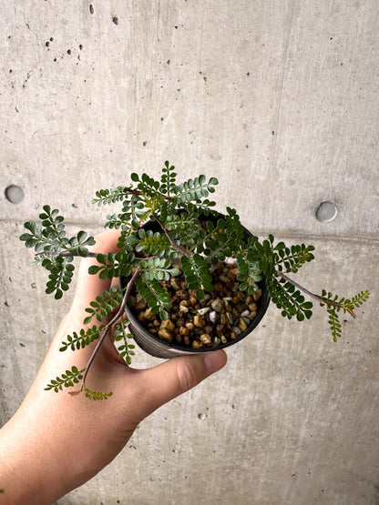 【現品限り】オペルクリカリア・パキプス 根挿し【AF5】 Operculicarya pachypus