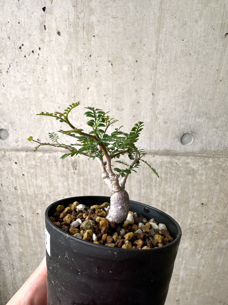 【現品限り】オペルクリカリア・パキプス 根挿し【AF5】 Operculicarya pachypus