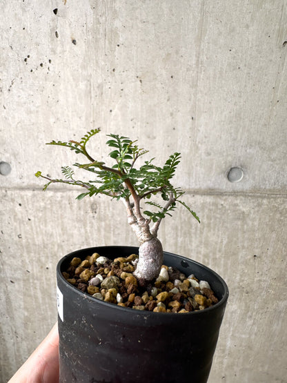 【現品限り】オペルクリカリア・パキプス 根挿し【AF5】 Operculicarya pachypus