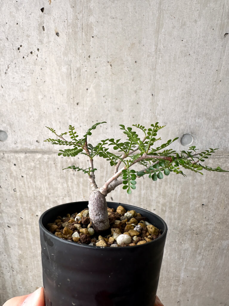 【現品限り】オペルクリカリア・パキプス 根挿し【AF5】 Operculicarya pachypus