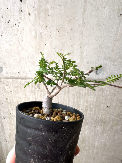 【現品限り】オペルクリカリア・パキプス 根挿し【AF5】 Operculicarya pachypus