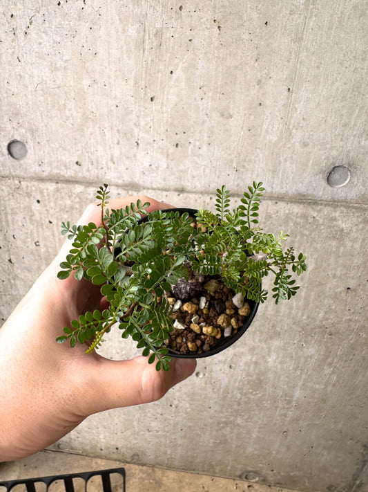 【現品限り】オペルクリカリア・パキプス 根挿し【AF7】 Operculicarya pachypus