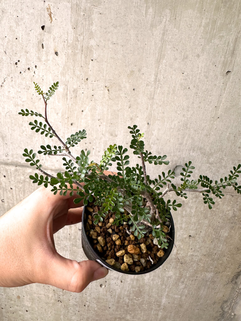 【現品限り】オペルクリカリア・パキプス 根挿し【AF8】 Operculicarya pachypus