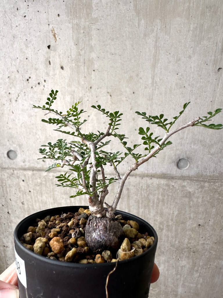 【現品限り】オペルクリカリア・パキプス 根挿し【AF8】 Operculicarya pachypus