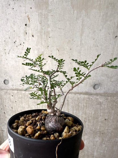 【現品限り】オペルクリカリア・パキプス 根挿し【AF8】 Operculicarya pachypus