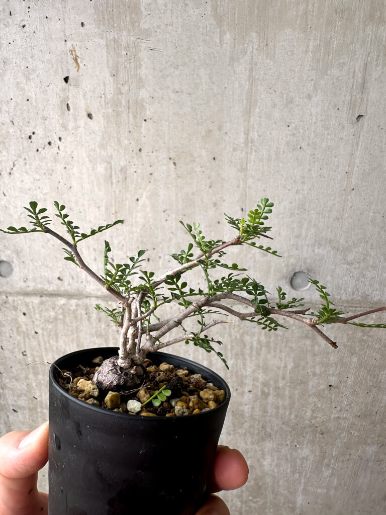 【現品限り】オペルクリカリア・パキプス 根挿し【AF8】 Operculicarya pachypus