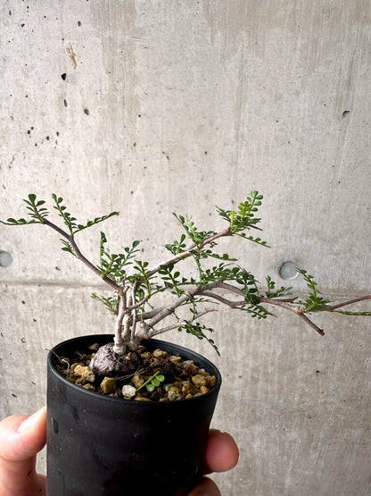 【現品限り】オペルクリカリア・パキプス 根挿し【AF8】 Operculicarya pachypus