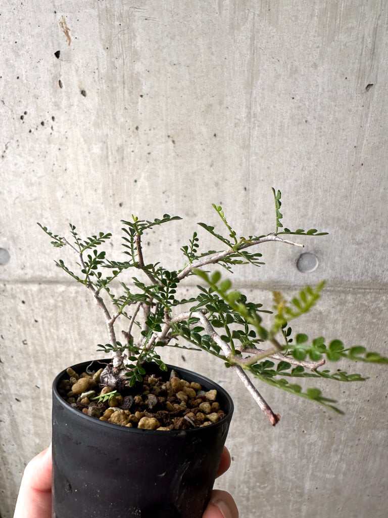 【現品限り】オペルクリカリア・パキプス 根挿し【AF8】 Operculicarya pachypus