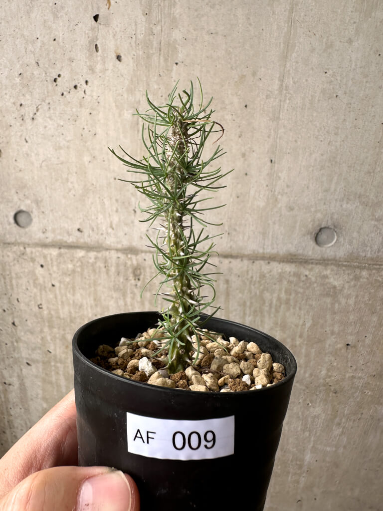 【現品限り】ユーフォルビア・ゴットレベイ 挿し木【AF9】 Euphorbia gottlebei