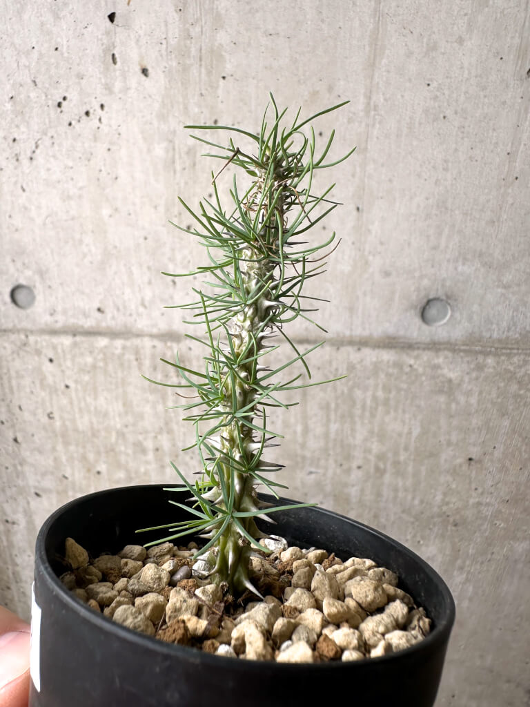 【現品限り】ユーフォルビア・ゴットレベイ 挿し木【AF9】 Euphorbia gottlebei