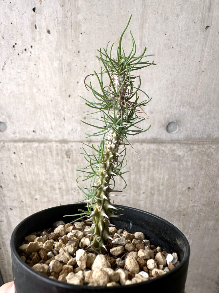 【現品限り】ユーフォルビア・ゴットレベイ 挿し木【AF9】 Euphorbia gottlebei