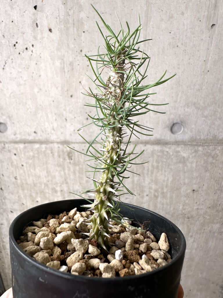 【現品限り】ユーフォルビア・ゴットレベイ 挿し木【AF9】 Euphorbia gottlebei