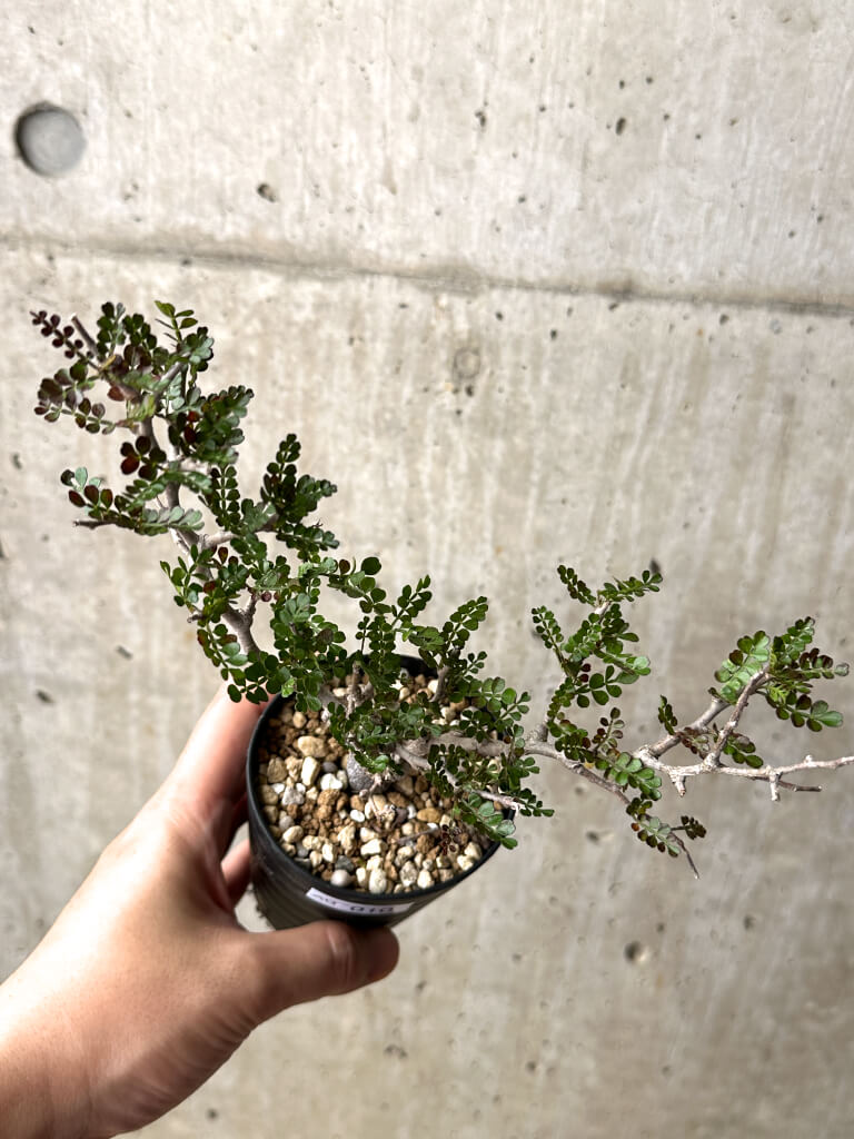 【現品限り】オペルクリカリア・パキプス 根挿し【AG10】 Operculicarya pachypus