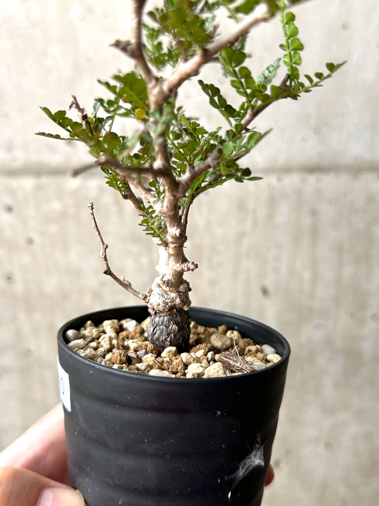 【現品限り】オペルクリカリア・パキプス 根挿し【AG10】 Operculicarya pachypus