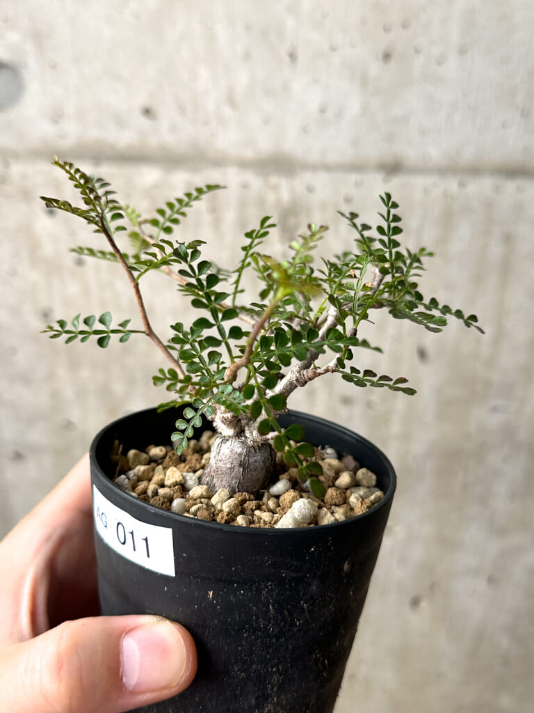 【現品限り】オペルクリカリア・パキプス 根挿し【AG11】 Operculicarya pachypus