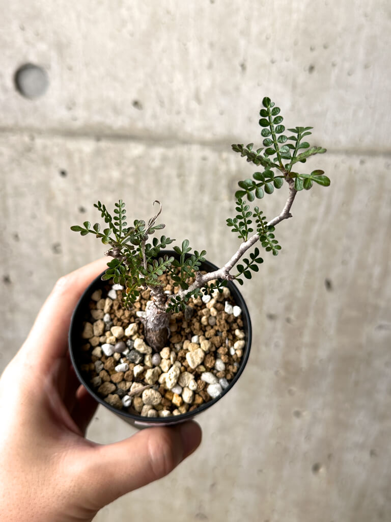 【現品限り】オペルクリカリア・パキプス 根挿し【AG12】 Operculicarya pachypus