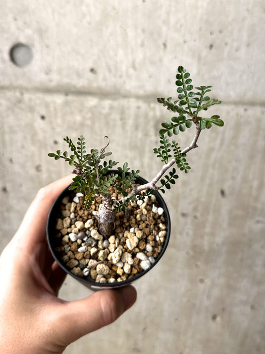 【現品限り】オペルクリカリア・パキプス 根挿し【AG12】 Operculicarya pachypus