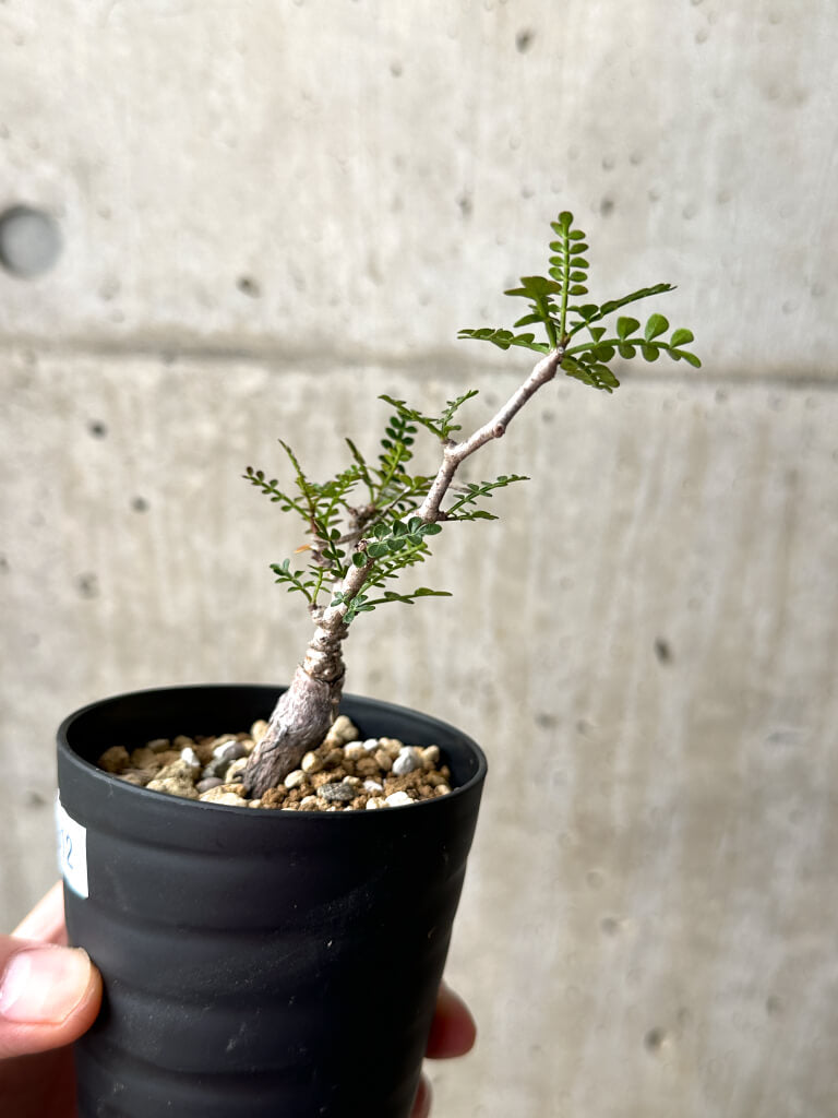 【現品限り】オペルクリカリア・パキプス 根挿し【AG12】 Operculicarya pachypus