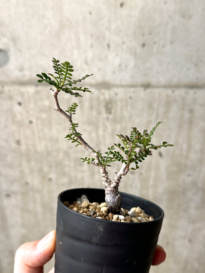 【現品限り】オペルクリカリア・パキプス 根挿し【AG12】 Operculicarya pachypus