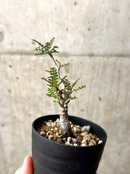 【現品限り】オペルクリカリア・パキプス 根挿し【AG12】 Operculicarya pachypus