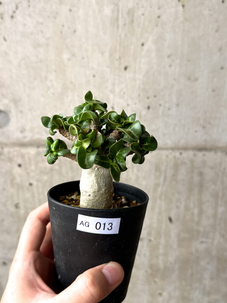 【現品限り】アデニウム・DHA 葉巻【AG13】 Adenium DHA