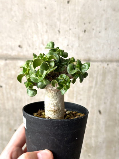 【現品限り】アデニウム・DHA 葉巻【AG13】 Adenium DHA