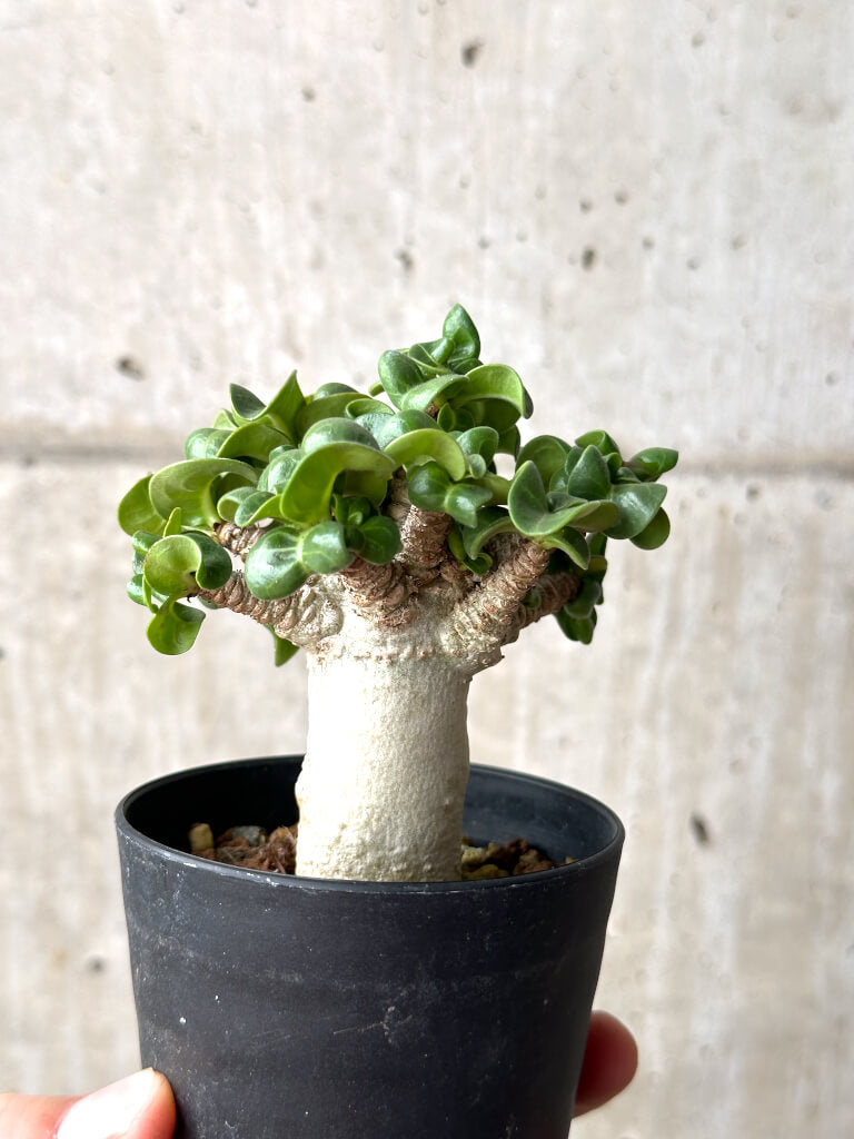 【現品限り】アデニウム・DHA 葉巻【AG13】 Adenium DHA