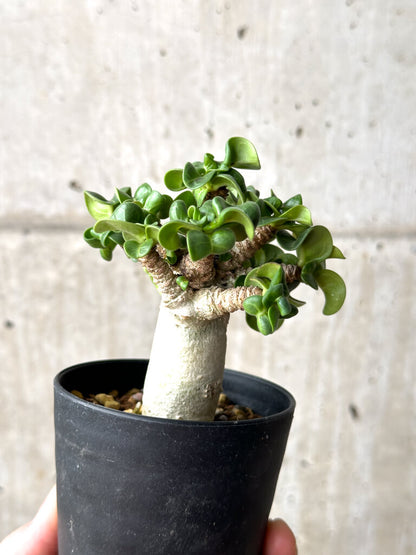 【現品限り】アデニウム・DHA 葉巻【AG13】 Adenium DHA