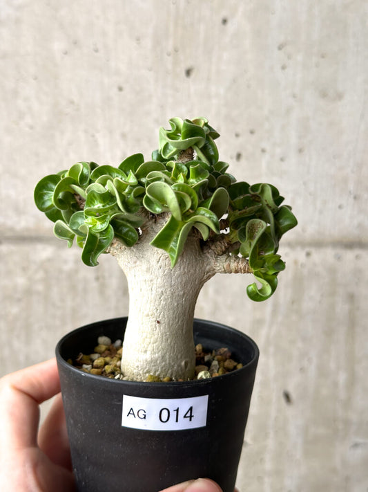 【現品限り】アデニウム・DHA 葉巻【AG14】 Adenium DHA
