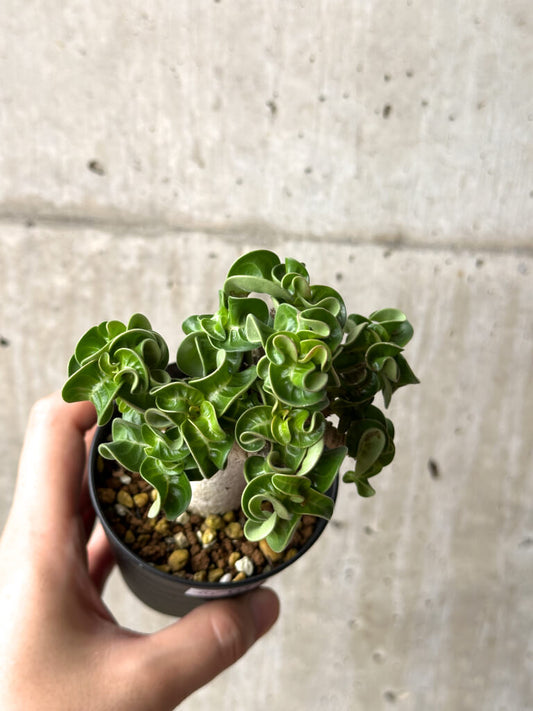 【現品限り】アデニウム・DHA 葉巻【AG14】 Adenium DHA