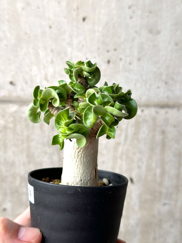 【現品限り】アデニウム・DHA 葉巻【AG14】 Adenium DHA
