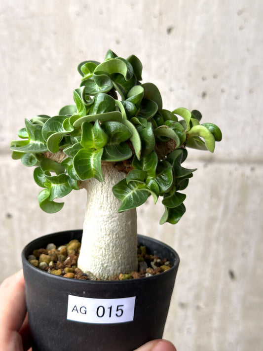 【現品限り】アデニウム・DHA 葉巻【AG15】 Adenium DHA