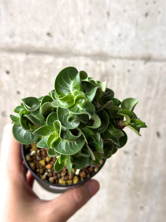 【現品限り】アデニウム・DHA 葉巻【AG15】 Adenium DHA