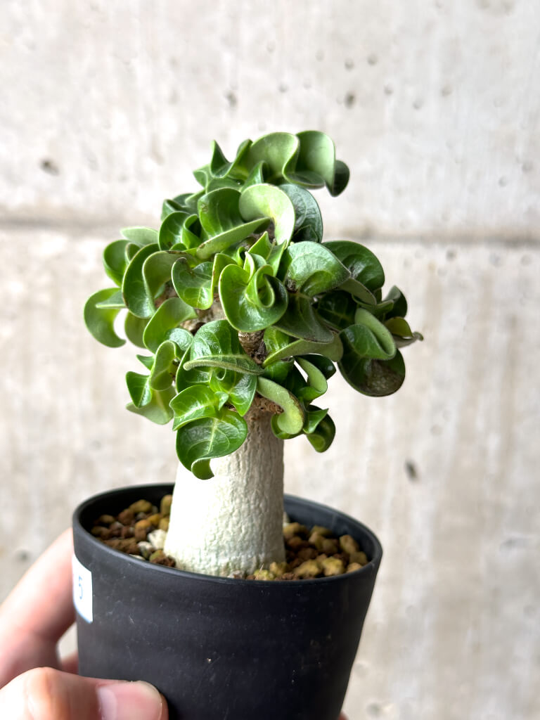 【現品限り】アデニウム・DHA 葉巻【AG15】 Adenium DHA