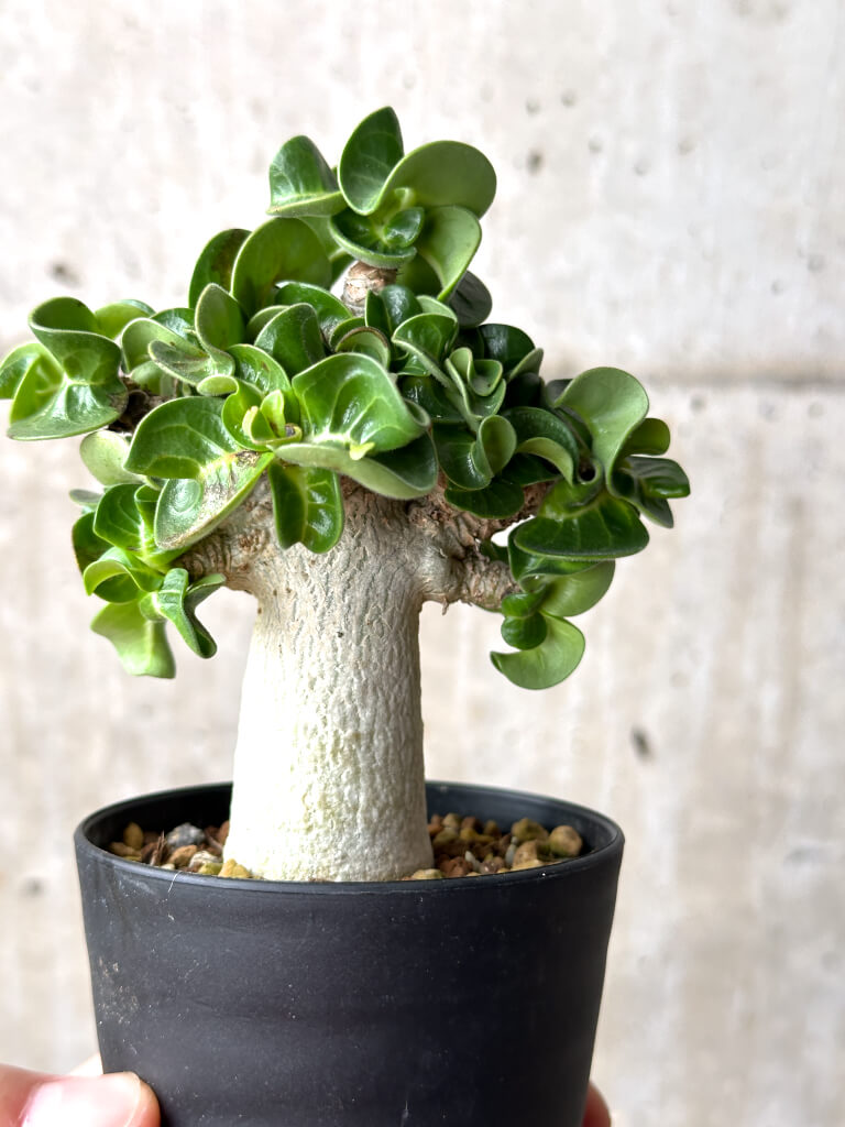 【現品限り】アデニウム・DHA 葉巻【AG15】 Adenium DHA