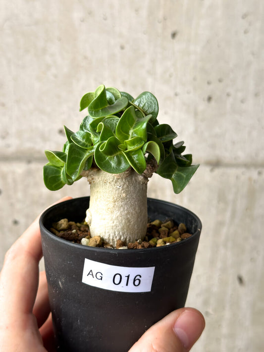【現品限り】アデニウム・DHA 葉巻【AG16】 Adenium DHA