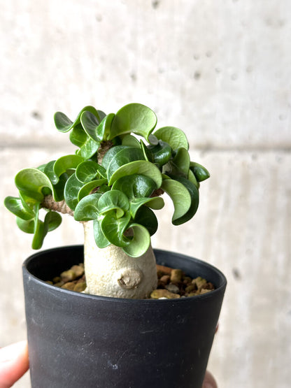 【現品限り】アデニウム・DHA 葉巻【AG16】 Adenium DHA