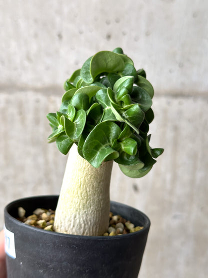 【現品限り】アデニウム・DHA 葉巻【AG17】 Adenium DHA
