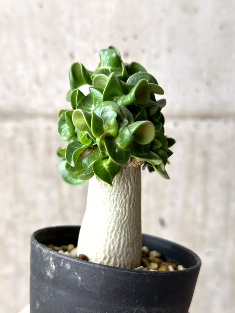 【現品限り】アデニウム・DHA 葉巻【AG17】 Adenium DHA