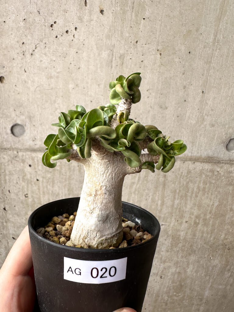 【現品限り】アデニウム・アラビカム ブラックスキン【AG19】 Adenium arabicum ‘Black skin’