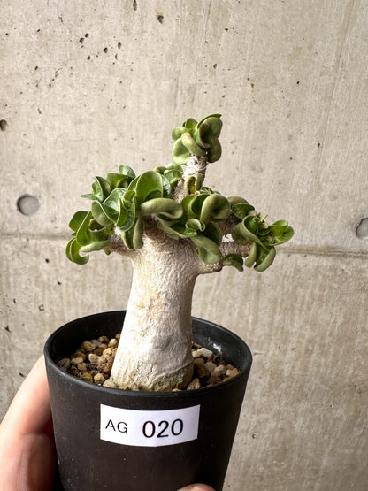 【現品限り】アデニウム・アラビカム ブラックスキン【AG19】 Adenium arabicum ‘Black skin’