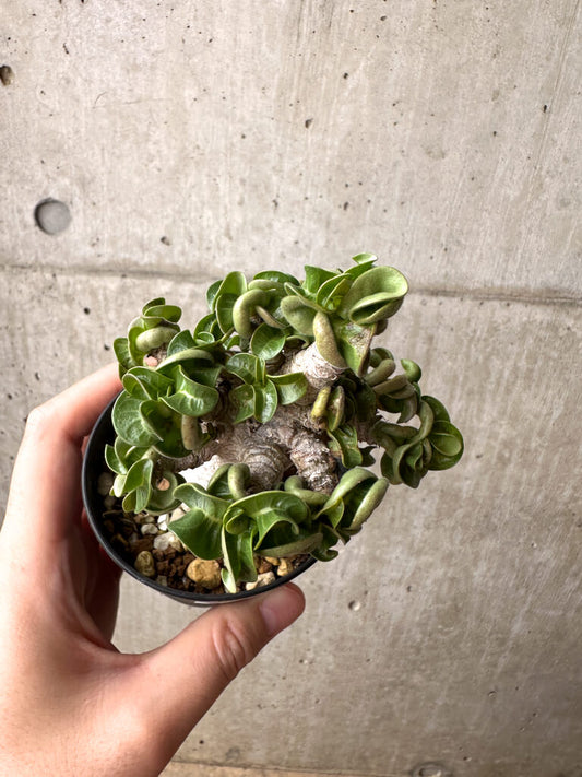 【現品限り】アデニウム・アラビカム ブラックスキン【AG19】 Adenium arabicum ‘Black skin’