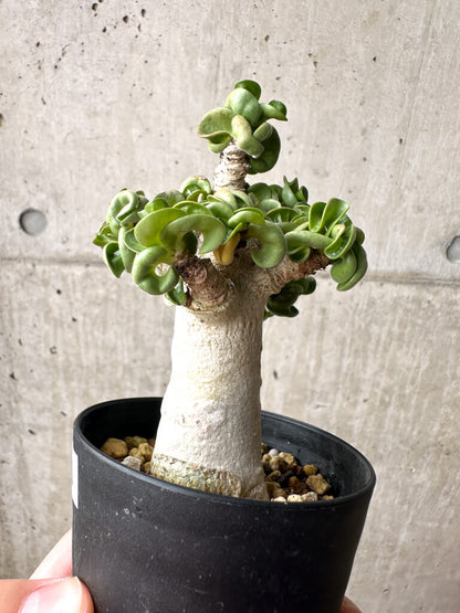 【現品限り】アデニウム・アラビカム ブラックスキン【AG19】 Adenium arabicum ‘Black skin’