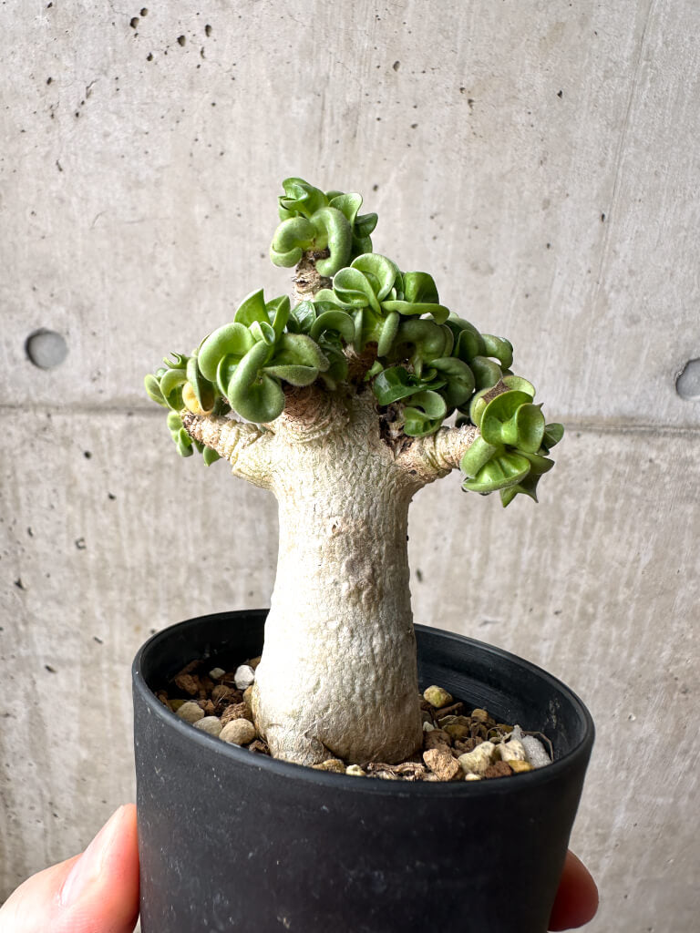 【現品限り】アデニウム・アラビカム ブラックスキン【AG19】 Adenium arabicum ‘Black skin’