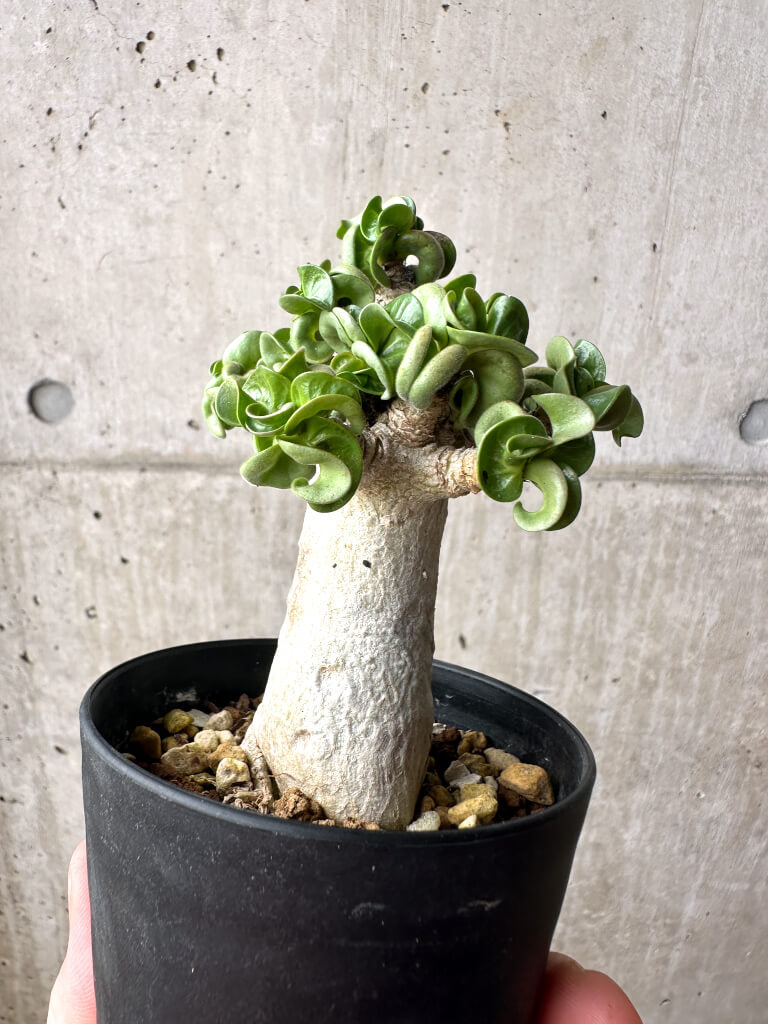 【現品限り】アデニウム・アラビカム ブラックスキン【AG19】 Adenium arabicum ‘Black skin’